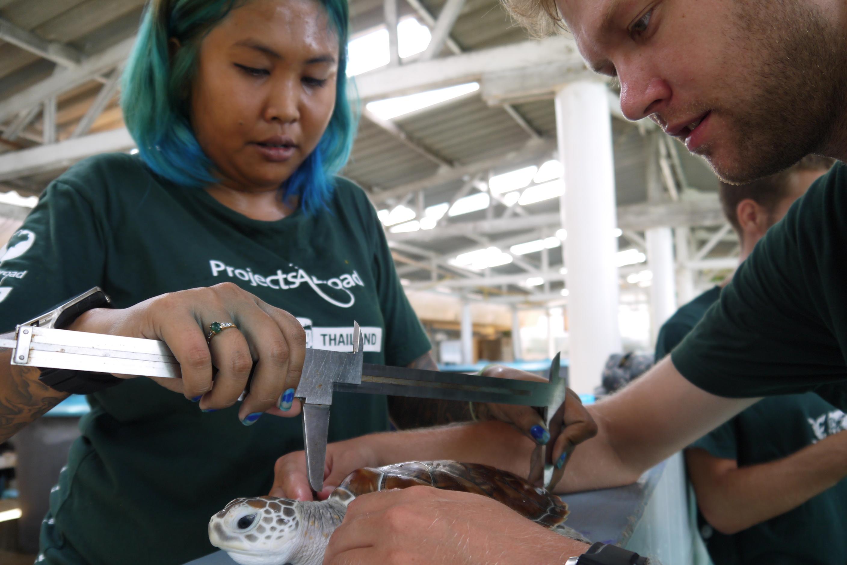 Volunteers from Projects Abroad measuring a sea turtle and collecting data whilst contributing to their diving and marine conservation work experience project in Thailand. Two volunteers are seen measuring a sea turtle and collecting data whilst on a diving and marine conservation work experience project in Thailand.
